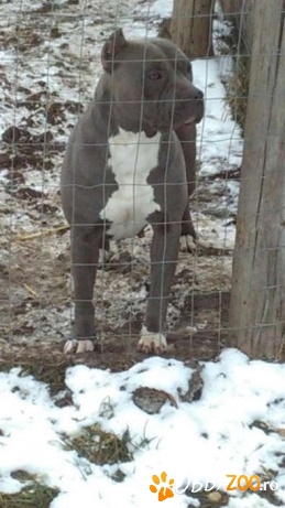 Vând femela American Bully blue