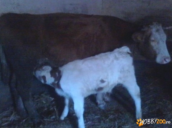 Vaca cu vitel de o luna