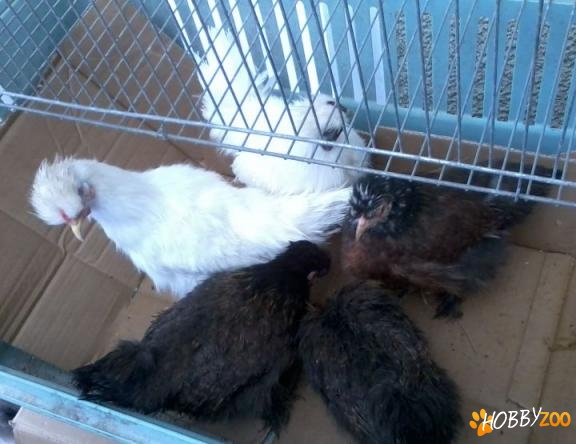 gainute japoneze de vanzare