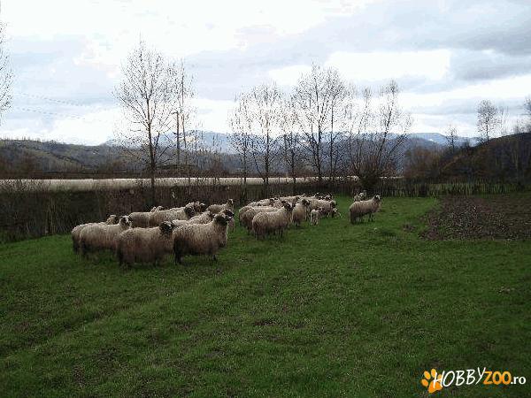 turma oi breze pe negru