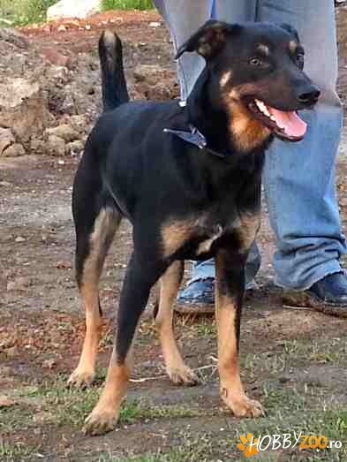 Ofer Pinscher German metis