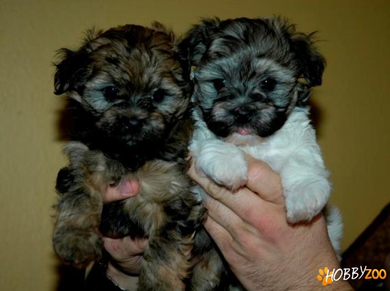 vand pui bichon havanese