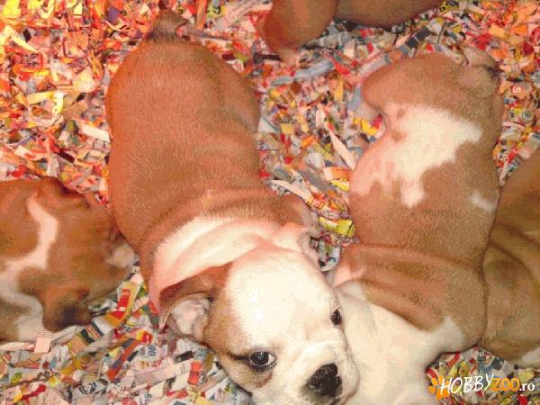 bulldog englez catei de van