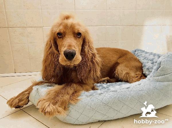 Cocker spaniel 8luni