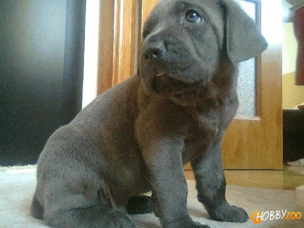vand pui cane corso