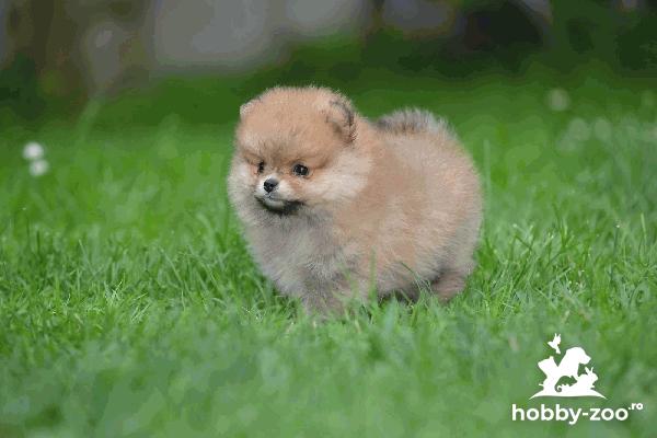 Pomeranian cățeluși FRUMOȘI