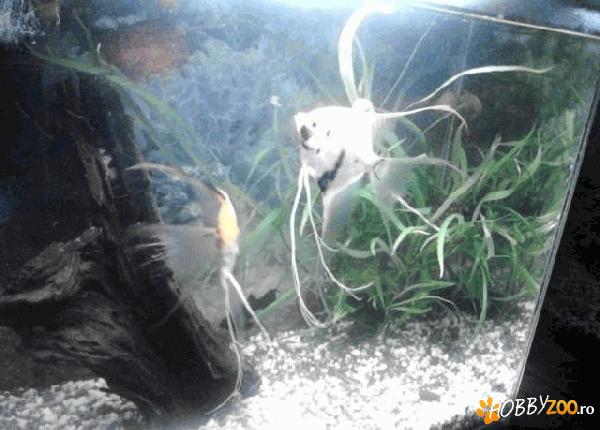 Acvariu sticla fara zgarieturi