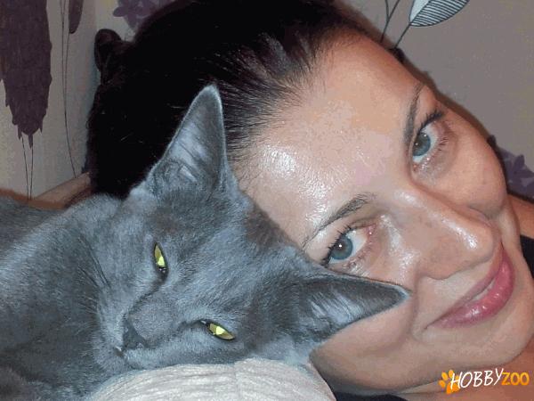 Imperechere albastru de rusia