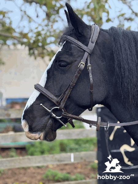 American horse for sale