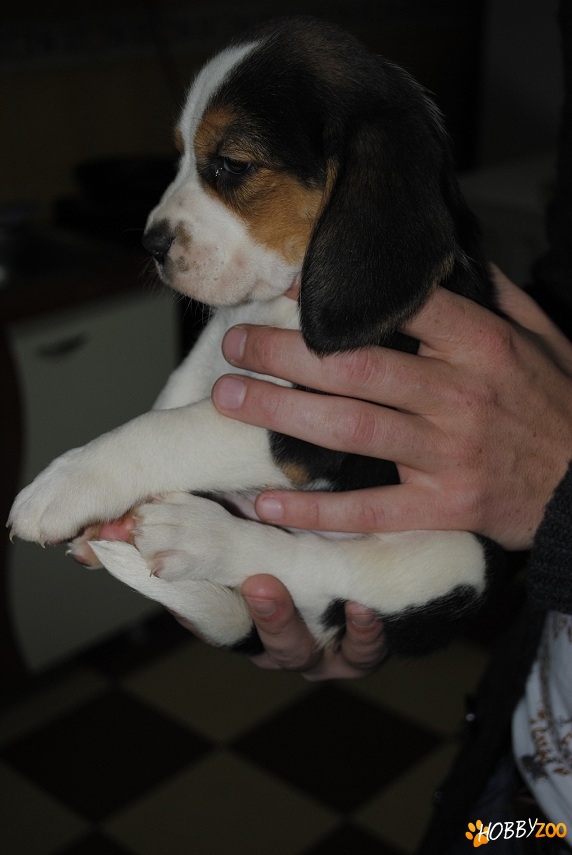 VAND PUI BEAGLE