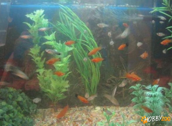 pesti exotici xyfo rosii verzi