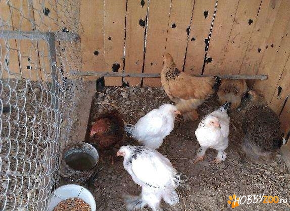 brahma herminat deschis tineret