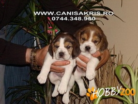 Catelusi Beagle tricolori
