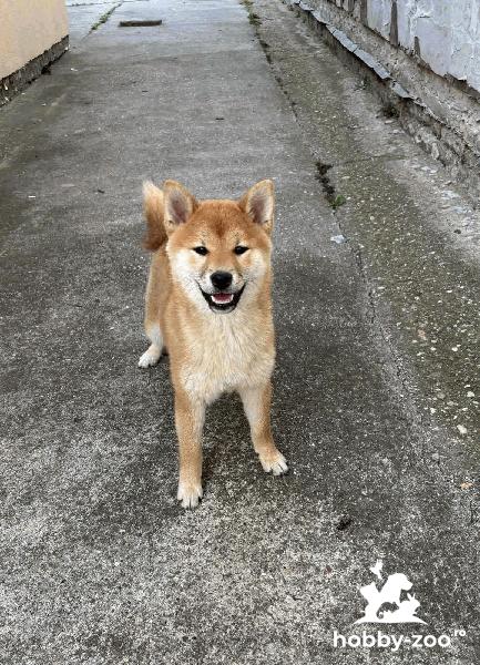 Female Shiba Inu puppy for sale