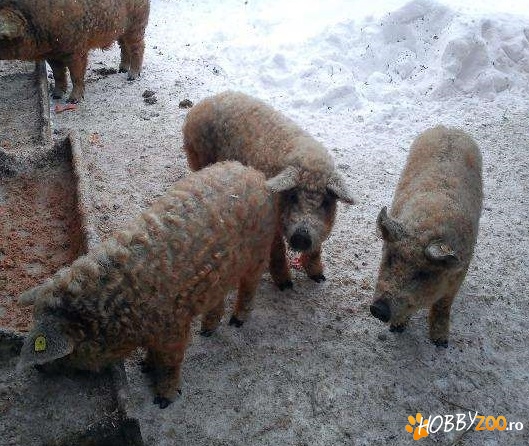 purcei de rasa mangalita 