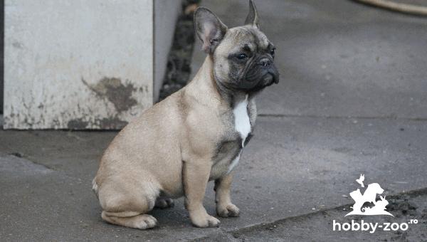buldog francez catelus de vanzare