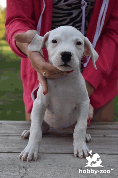 Dogo Argentino cățeluși frumoși