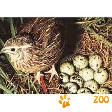 vand prepelite japoneze 