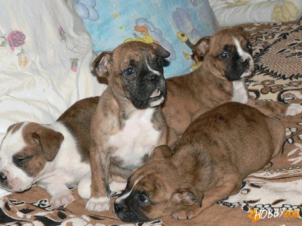 Vand catei rasa BOXER