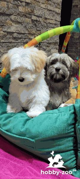 Havanese Bichon cățeluși