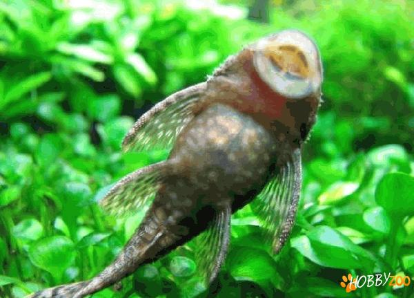 pesti exotici maturi