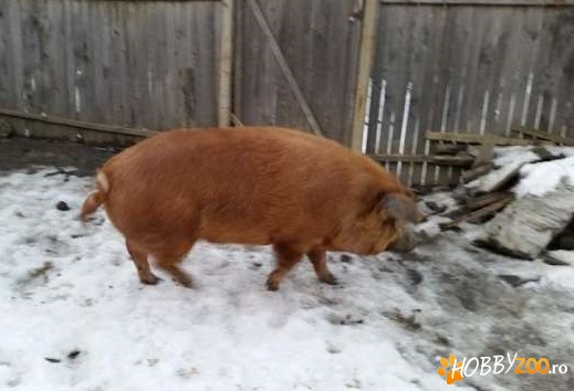 Purcea de rasa duroc peste 200 kg