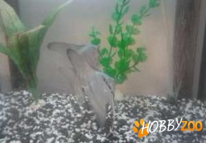 raritate scalari argintii sidefati