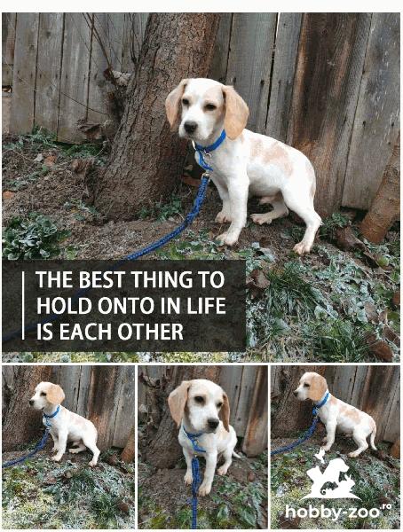 Vând beagle bicolor :)