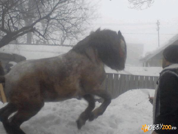 CAL GREU DE VANZARE,  800KG, VARSTA