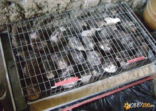 prepelite si cusca pentru ele