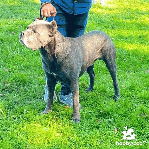 Cane Corso, pt. MONTA, pedigree, campion, cu teste HD.A, ED.0