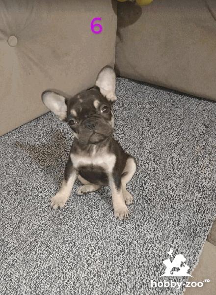 Bulldog francez cățeluși