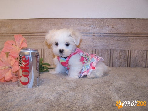 0764765468 bichon maltez de vanzare