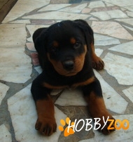 Pui Rottweiler
