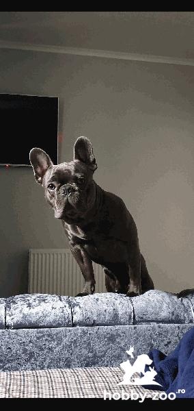 Bulldog Francez montă
