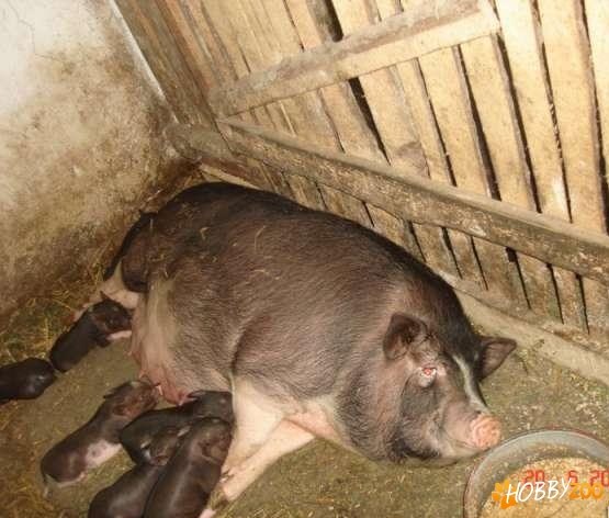 femele mature porc vietnamez