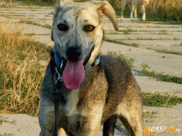 PEPPER - vaccinata, deparazitata, s