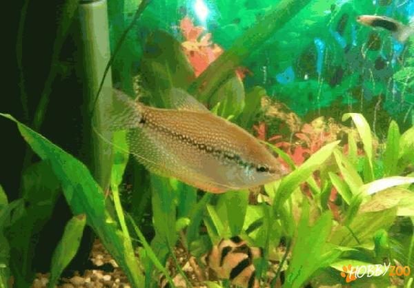 vand pesti exotici guppy