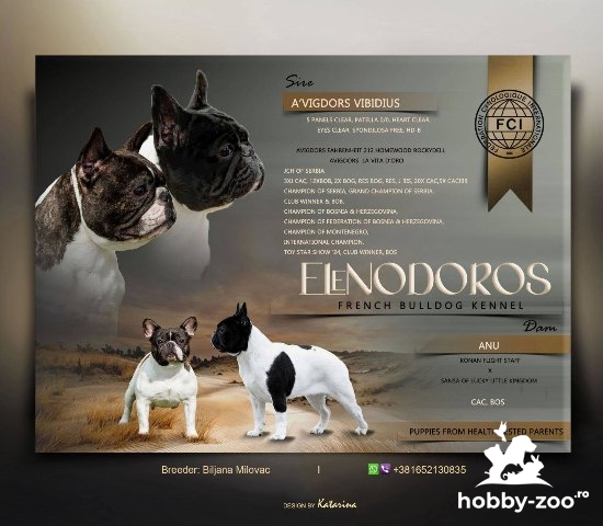 BULLDOGI FRANCEZI DE CALITATE SUPERIOARĂ – rezervări în curs