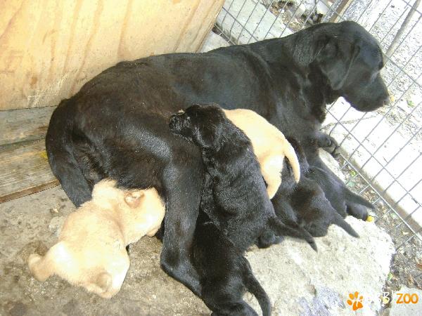 LABRADOR Retriever pui de vanzare