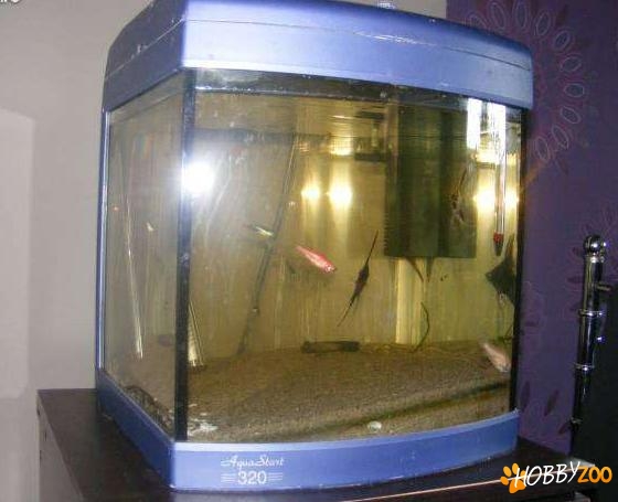 acvariu pesti complet dotat