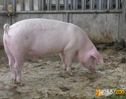 porci grasi de carne