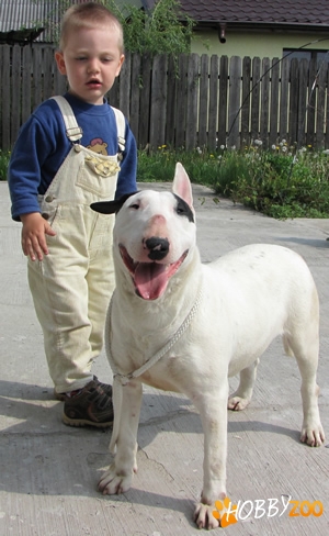 Oferta adoptie Bull Terrier