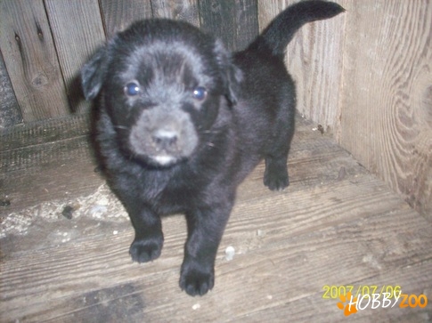 pui labrador