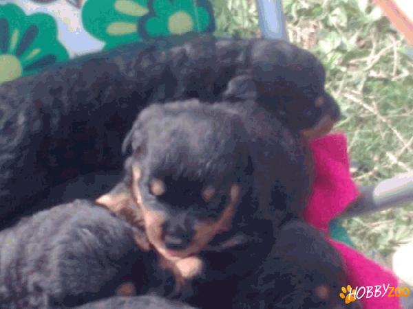 ROTTWILER RASA PURA