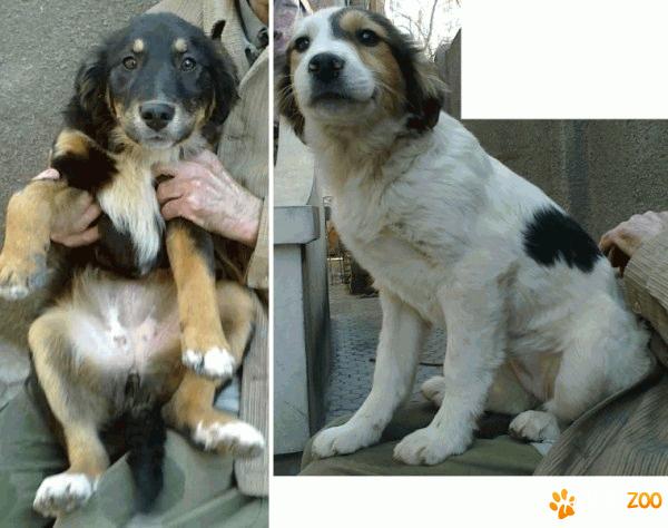Metise springer spaniel