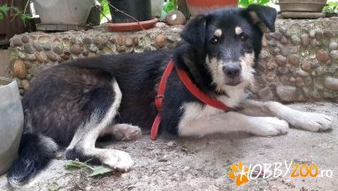 adoptie incrucisare terrier cu ciob