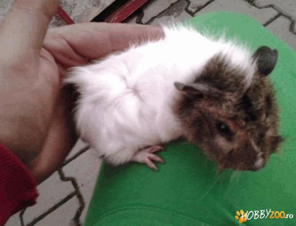 porcusori de guineea frezati
