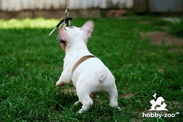 Buldog francez catelusi de vanzare