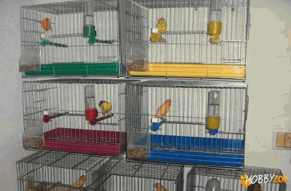 canari porumbei ornament